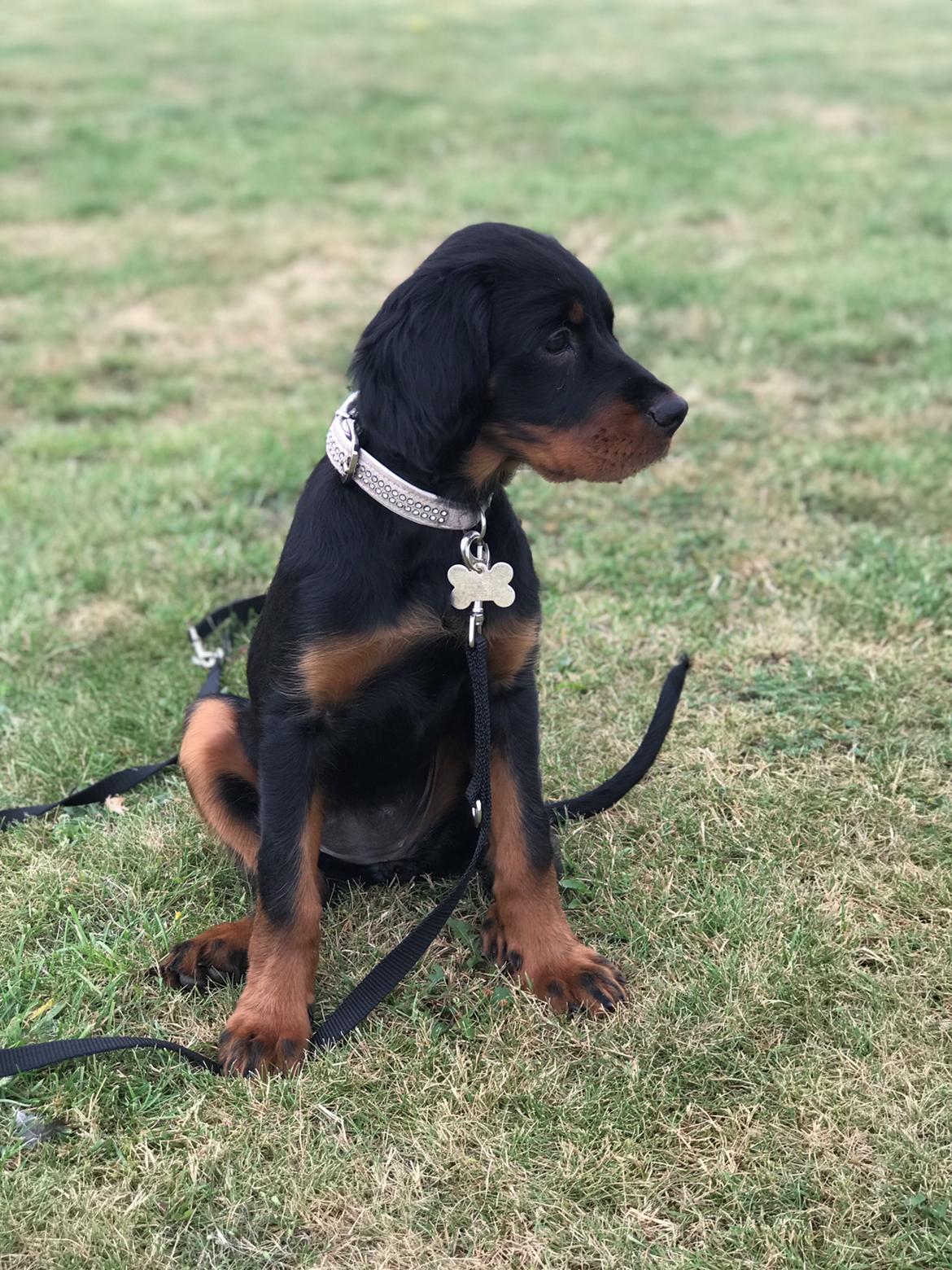 Gordon setter Syd åens Bianca billede 4