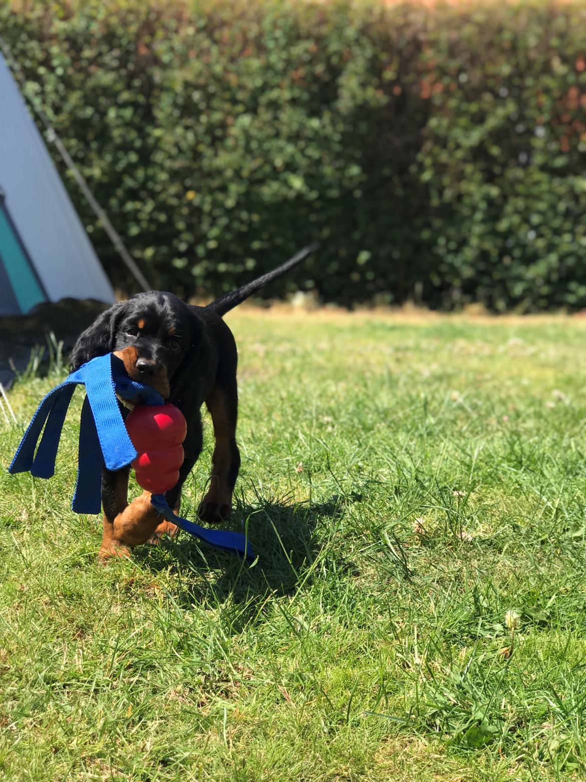 Gordon setter Syd åens Bianca billede 6