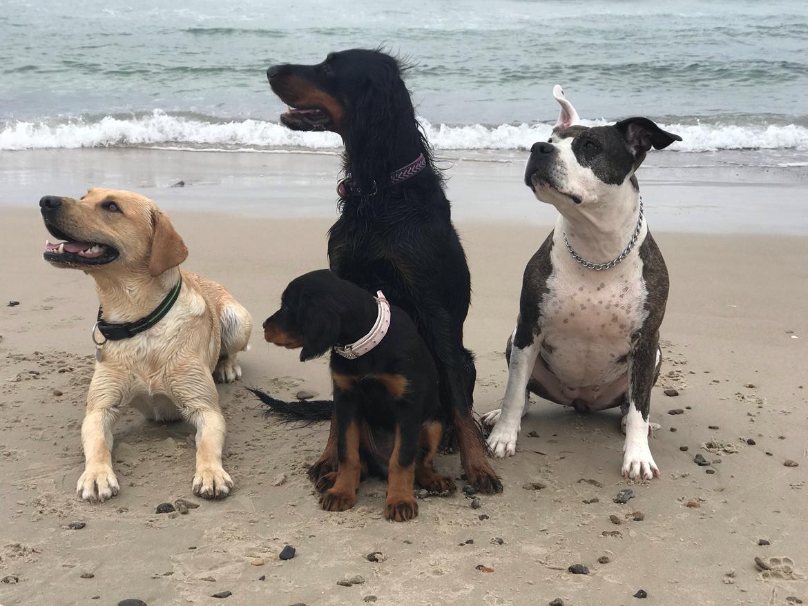 Gordon setter Syd åens Bianca billede 5