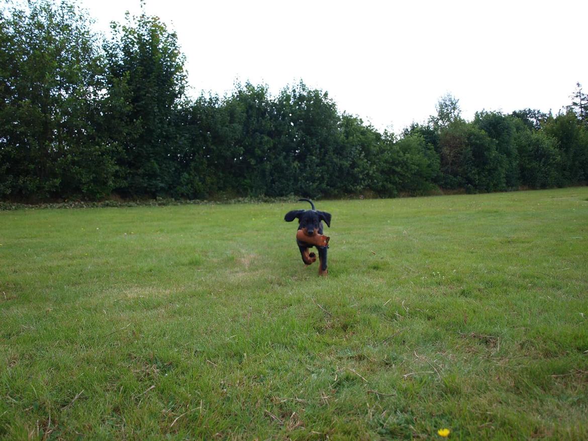 Gordon setter Syd åens Bianca billede 8