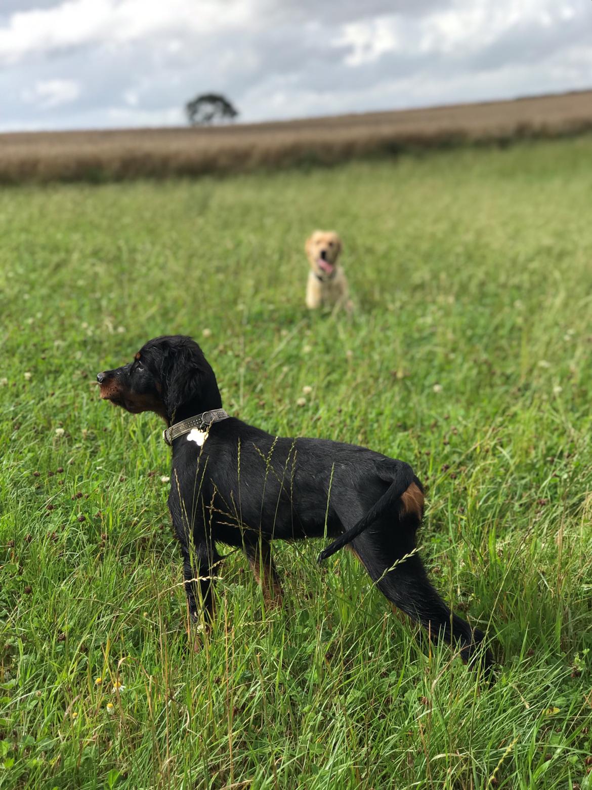 Gordon setter Syd åens Bianca billede 9