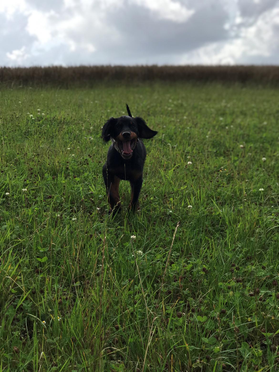Gordon setter Syd åens Bianca billede 10