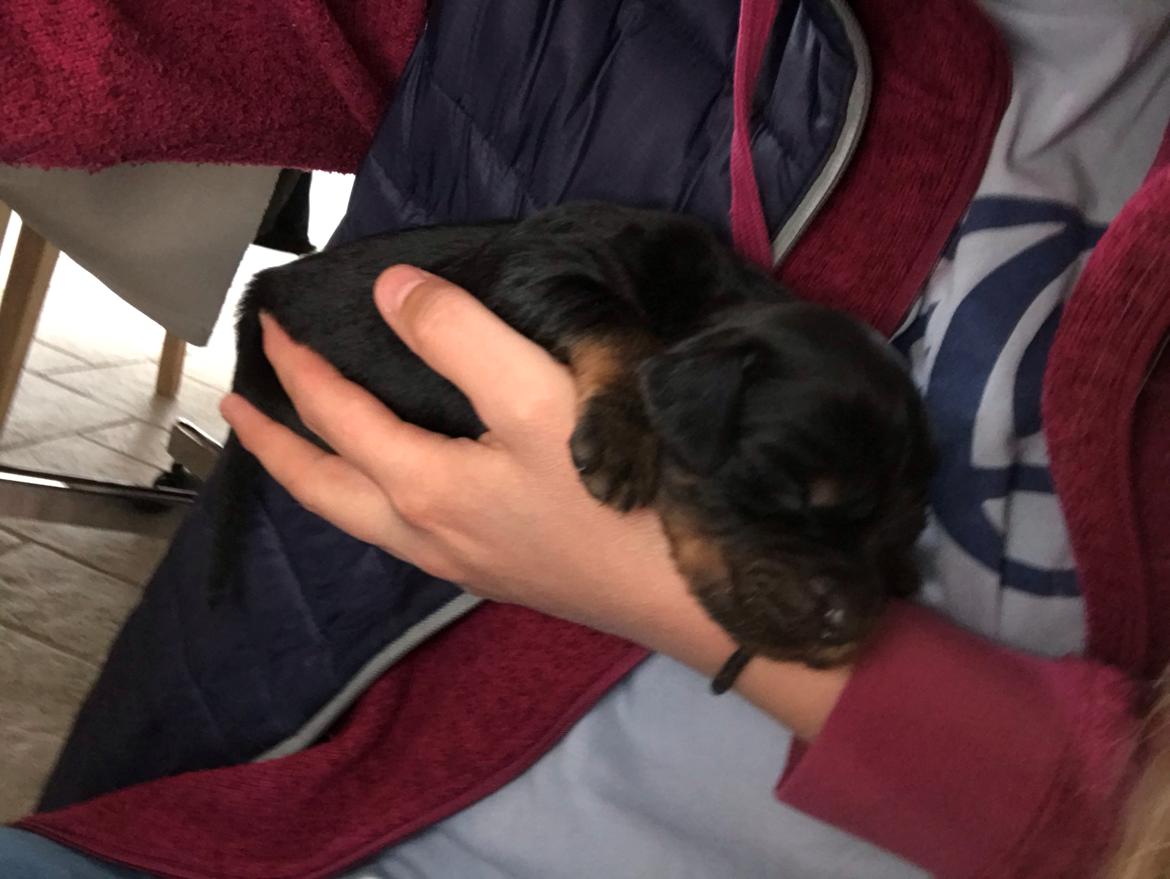 Gordon setter Syd åens Bianca billede 11