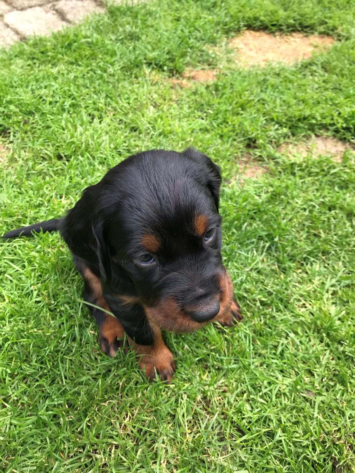 Gordon setter Syd åens Bianca billede 12