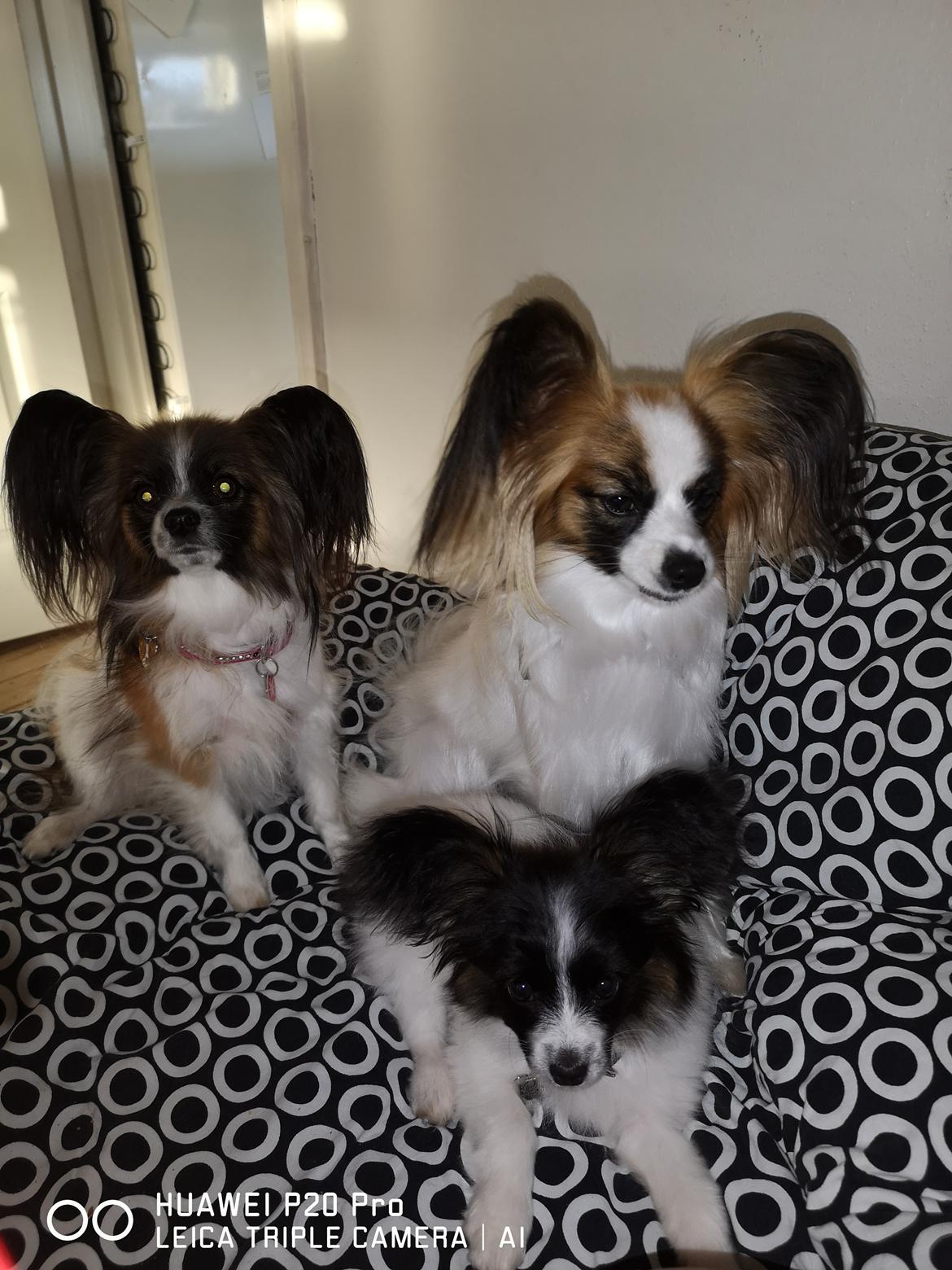 Papillon Smilla billede 1