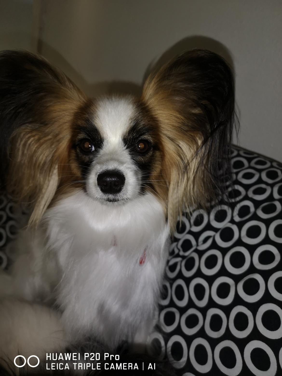 Papillon Smilla billede 2