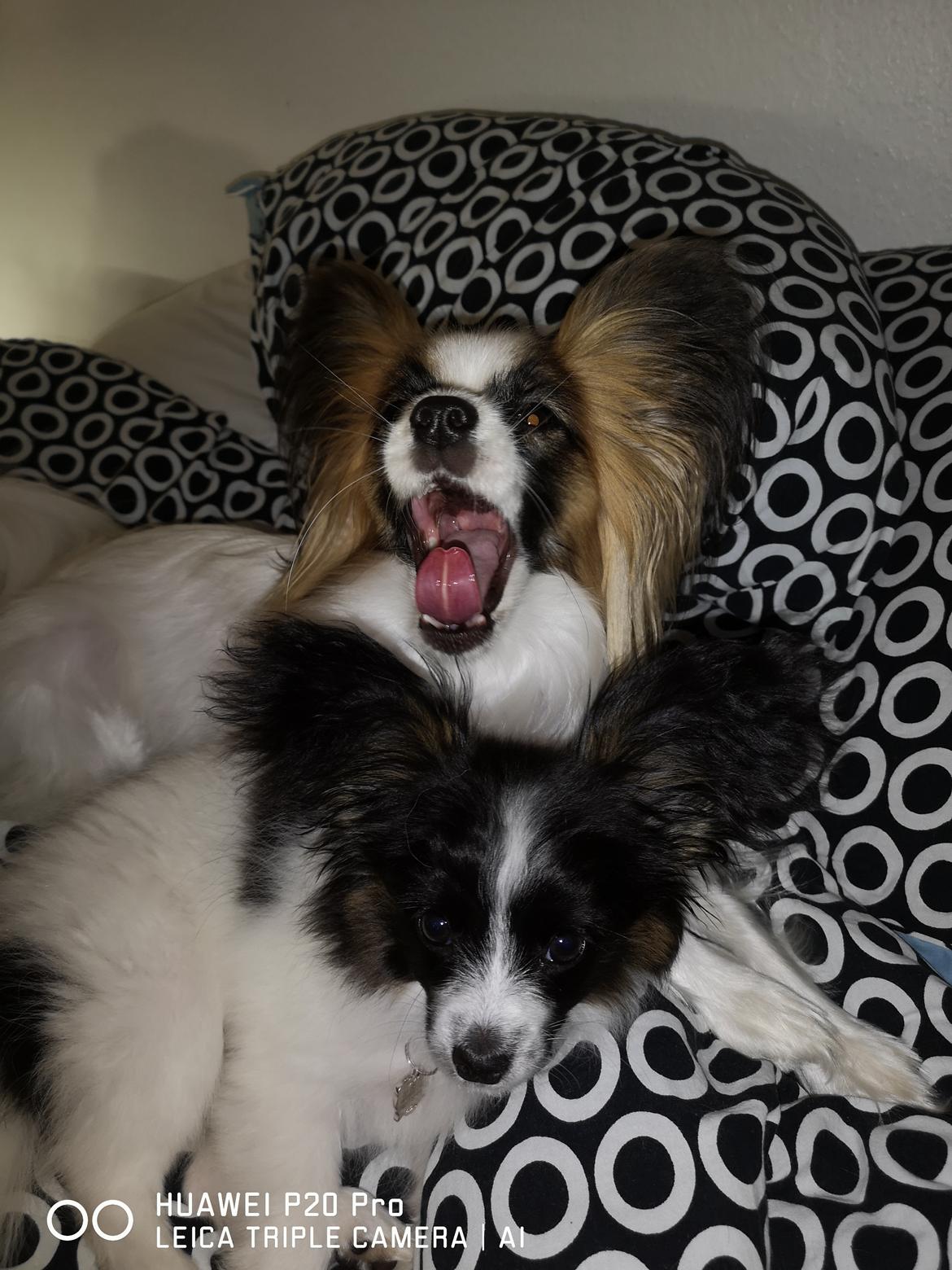 Papillon Smilla billede 3