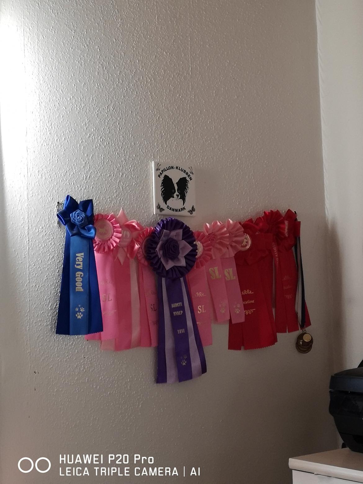 Papillon Smilla billede 4