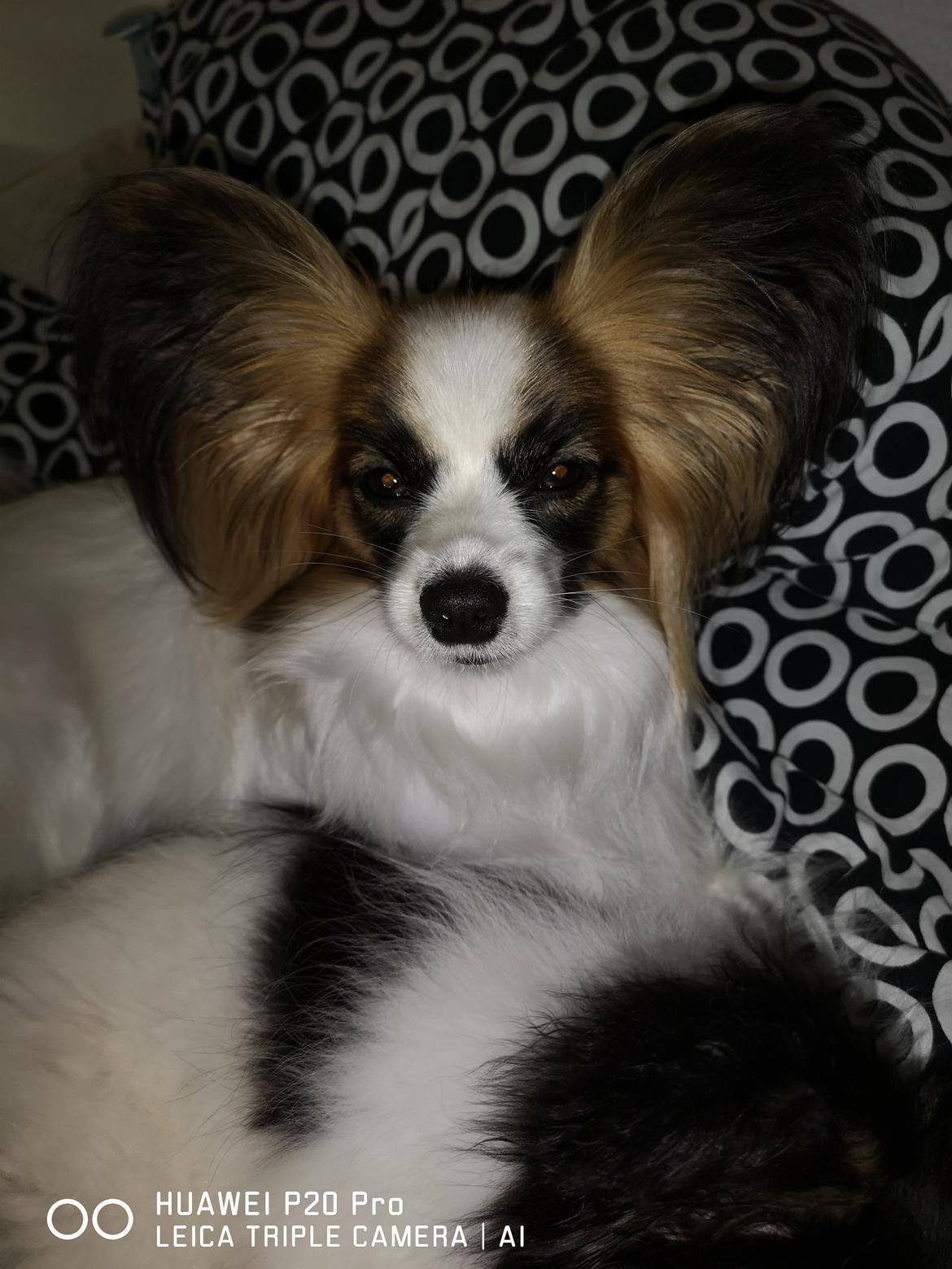 Papillon Smilla billede 5