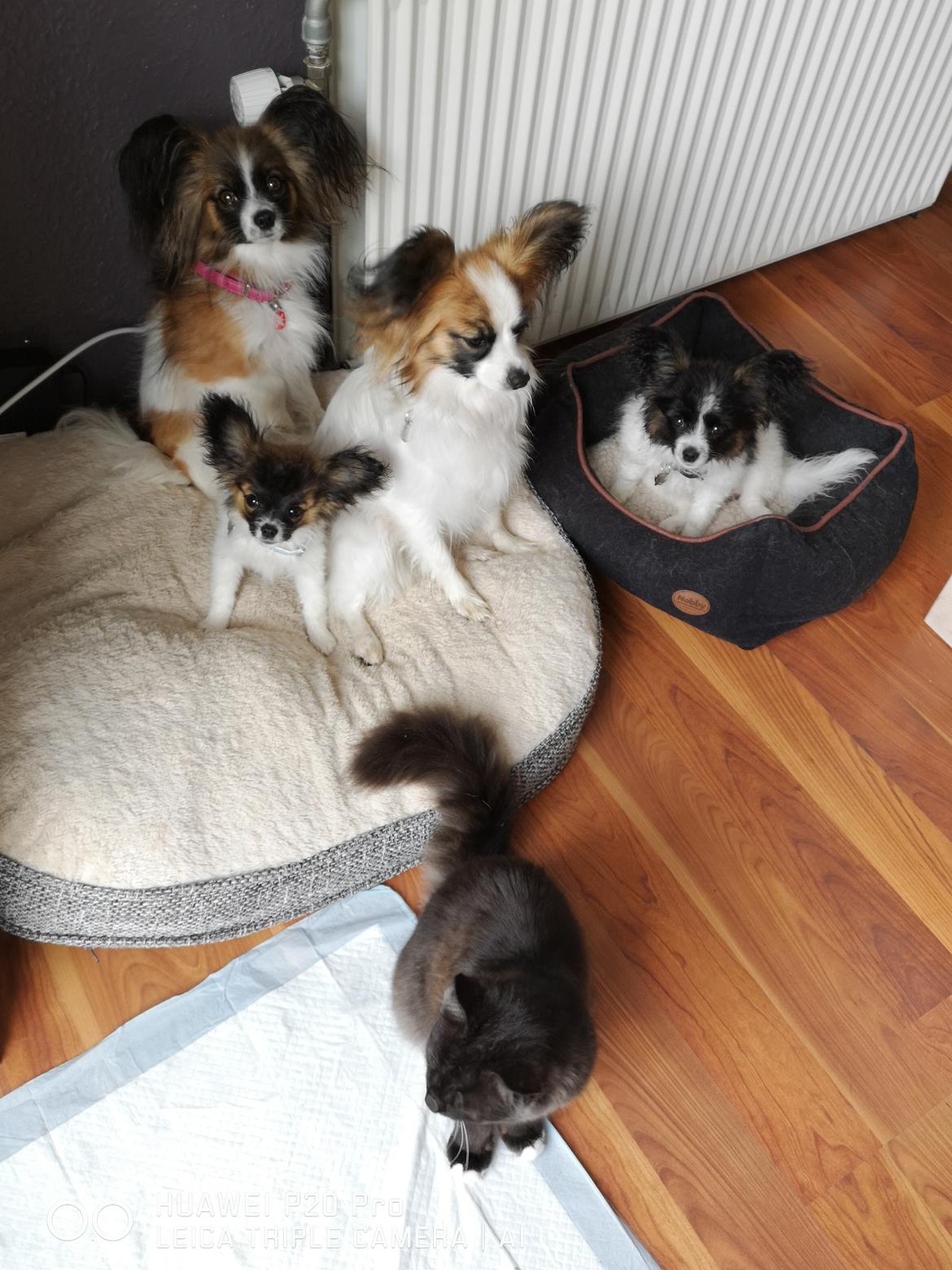 Papillon Maggie billede 1