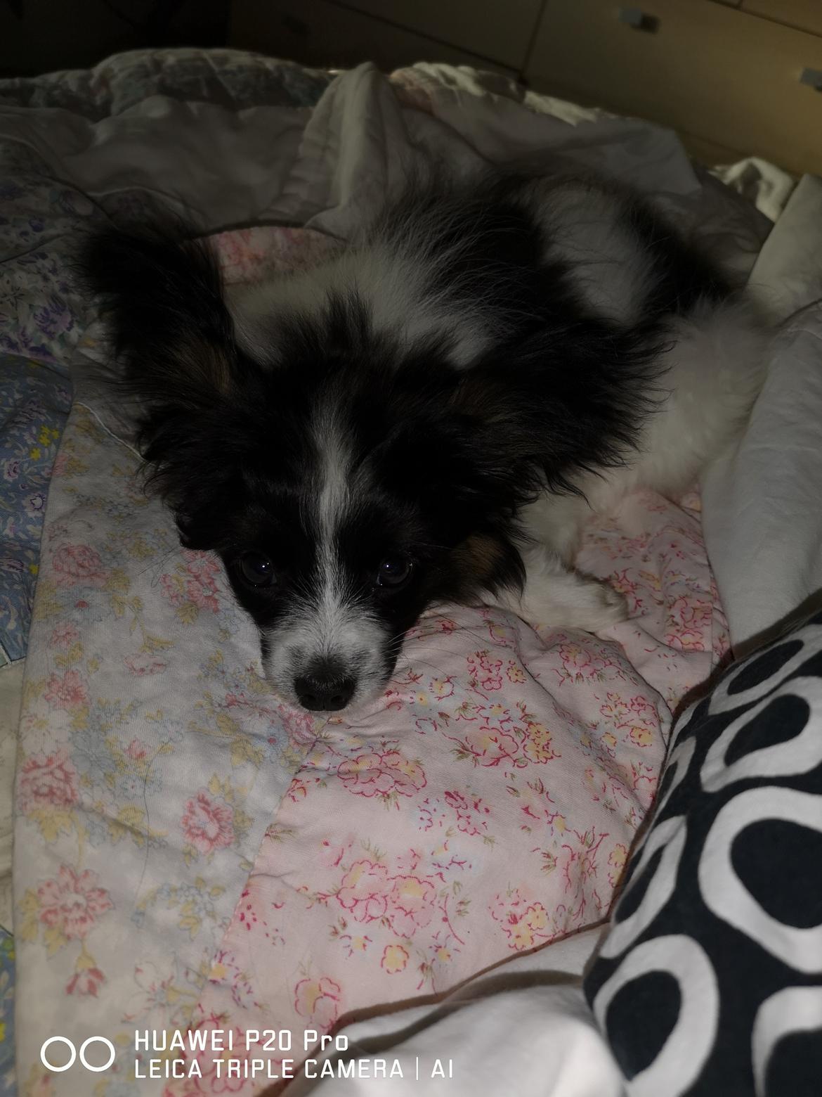 Papillon Maggie billede 2