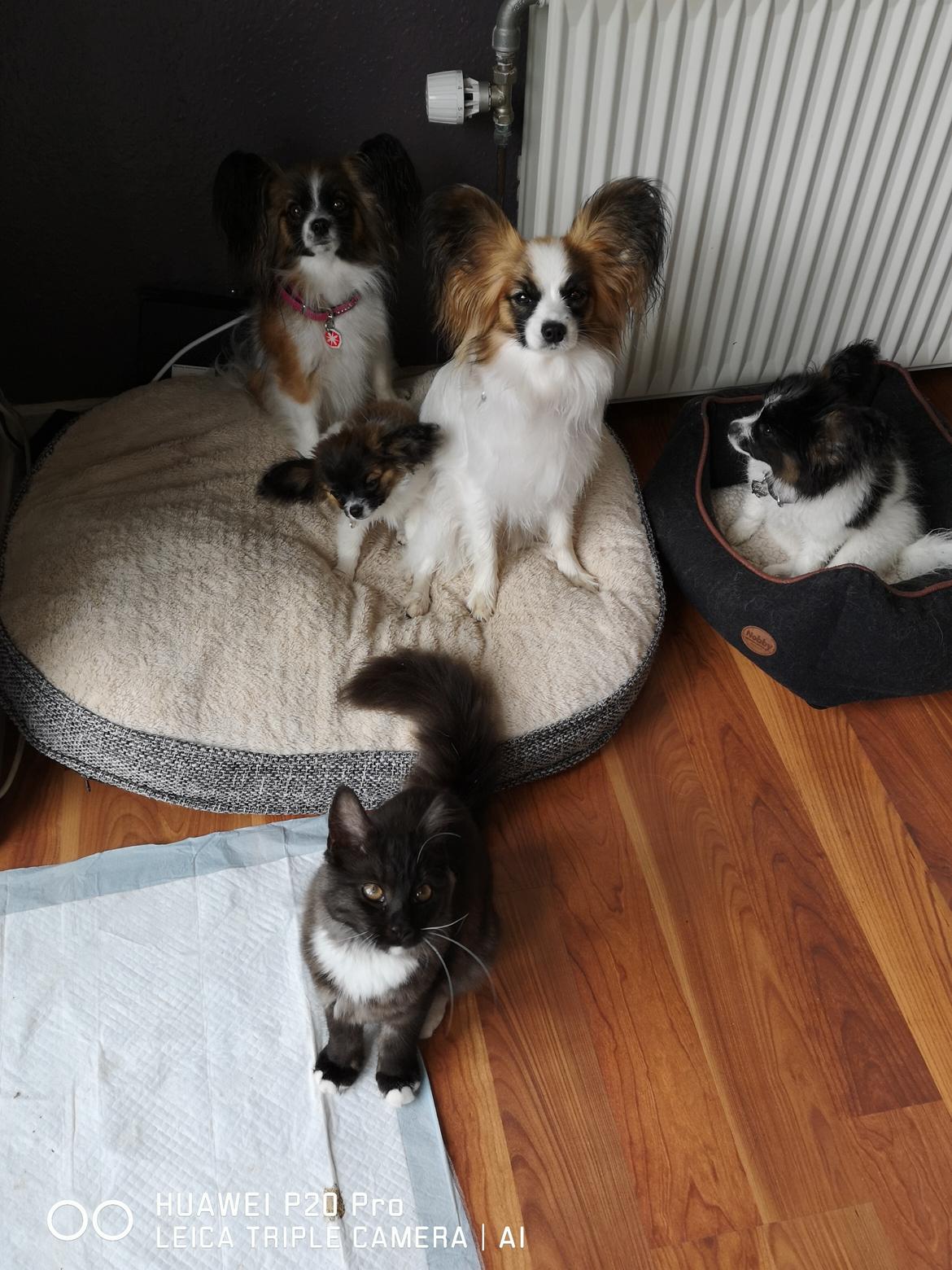 Papillon Maggie billede 3