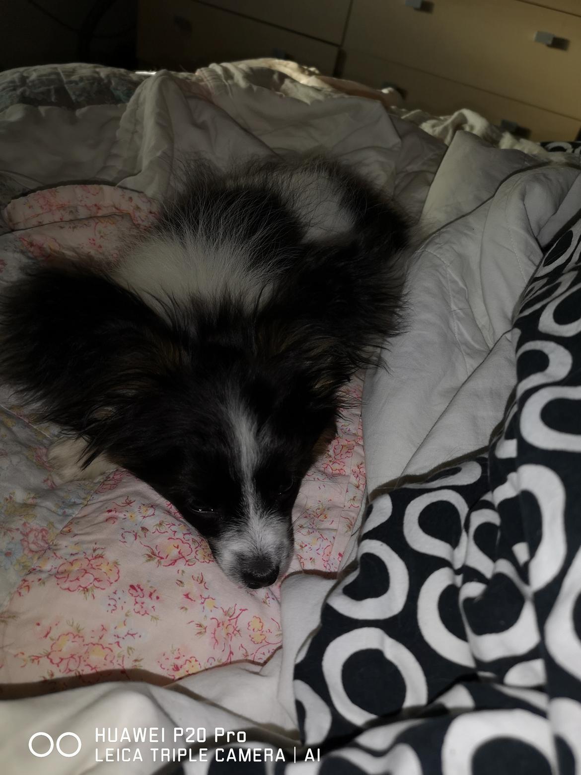 Papillon Maggie billede 4