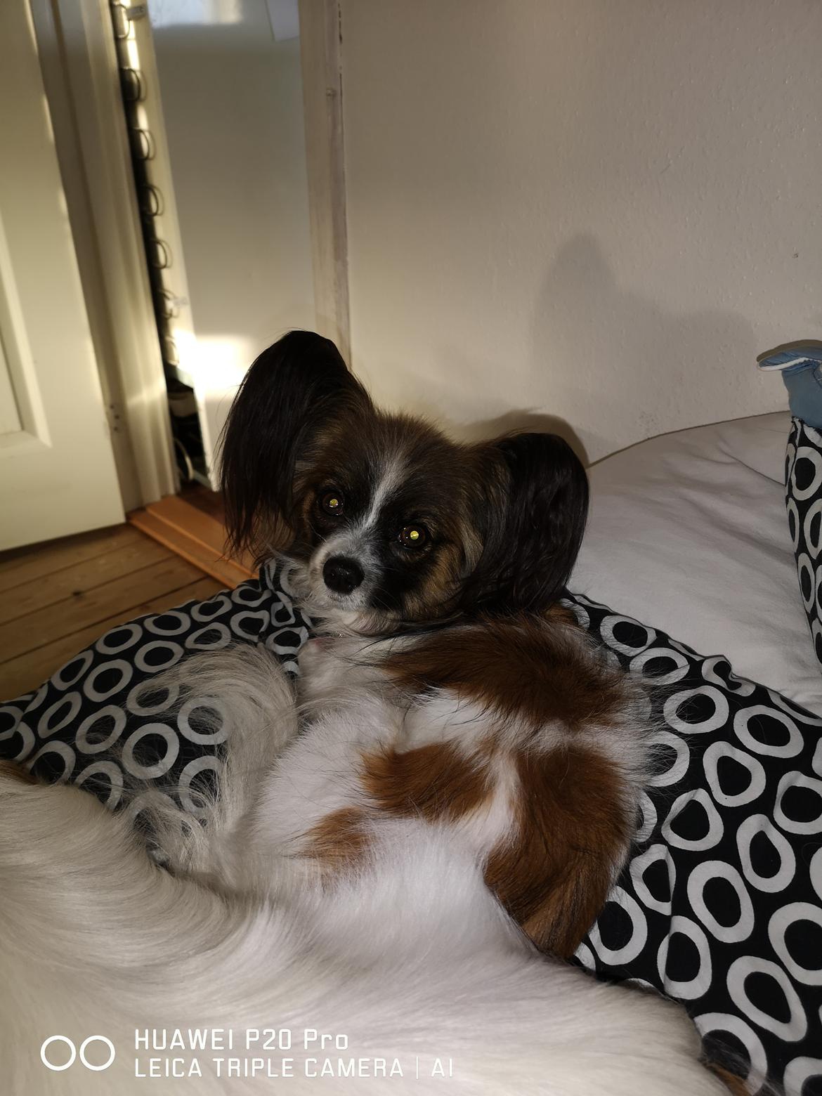 Papillon Maggie billede 5