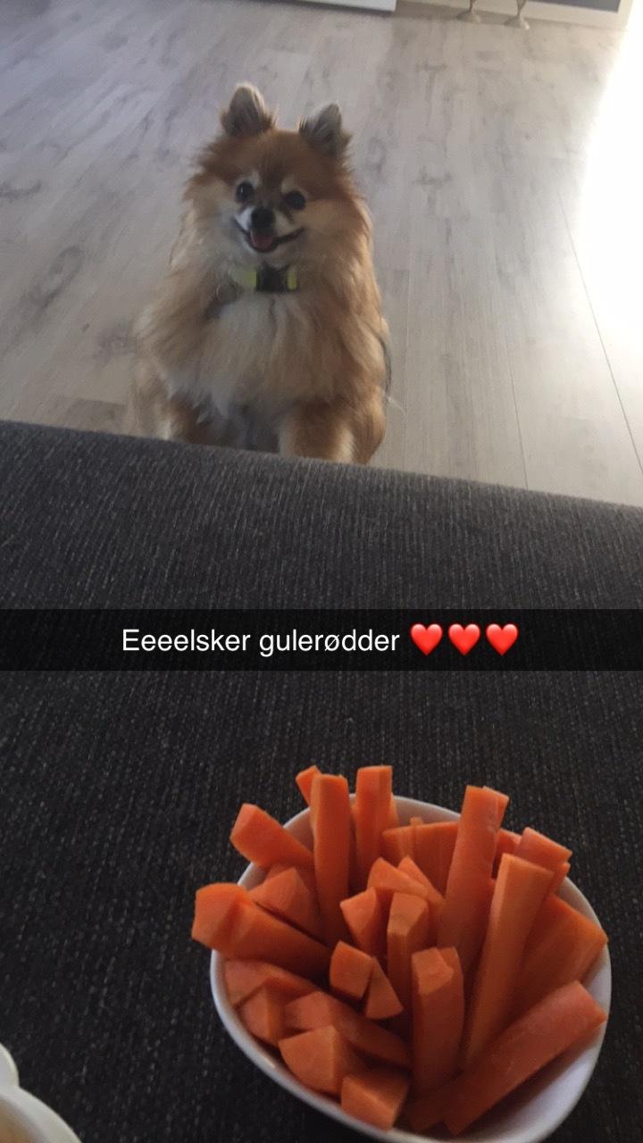 Pomeranian Gizmo billede 14