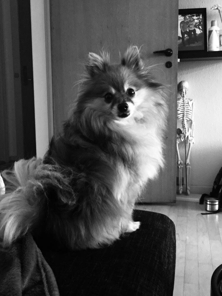 Pomeranian Gizmo billede 15