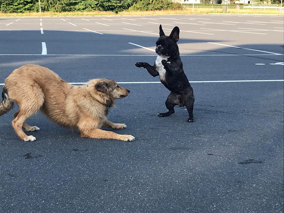 Blanding af racer Cassie billede 3