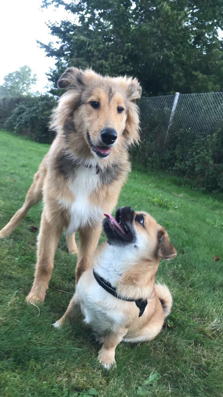 Blanding af racer Cassie billede 5