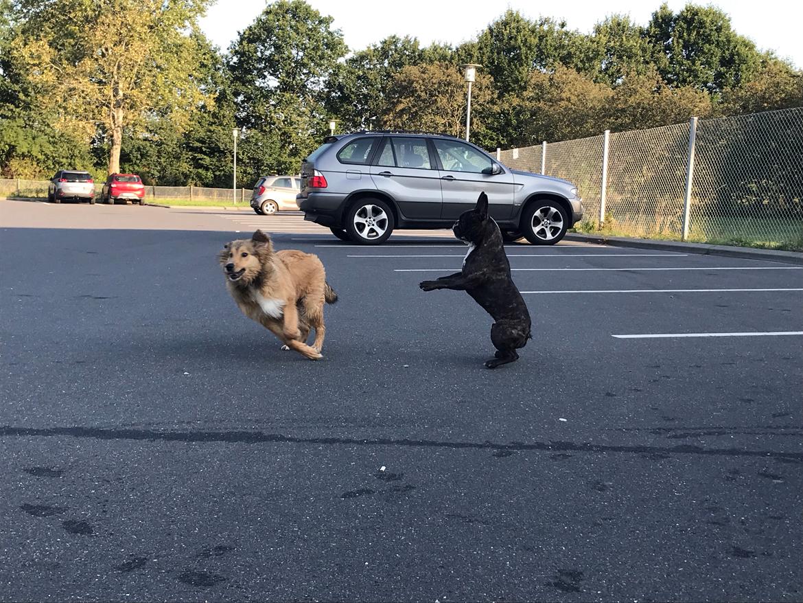 Blanding af racer Cassie billede 4