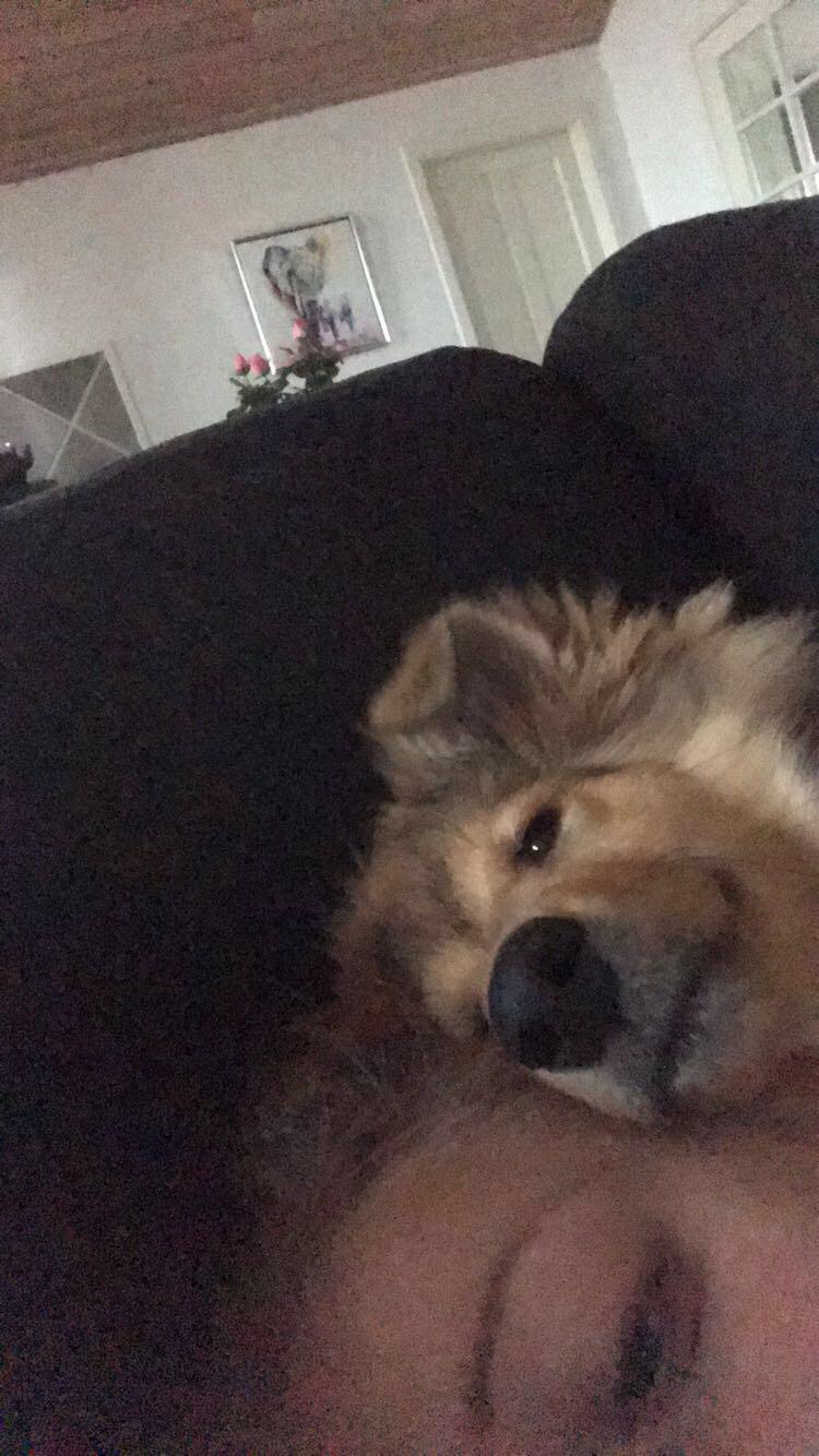 Blanding af racer Cassie billede 8