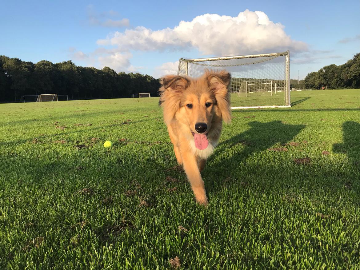 Blanding af racer Cassie billede 6