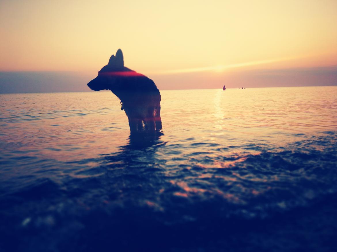 Schæferhund Juice 17/2-2011 - 7/9-2021 - august 2019 billede 1