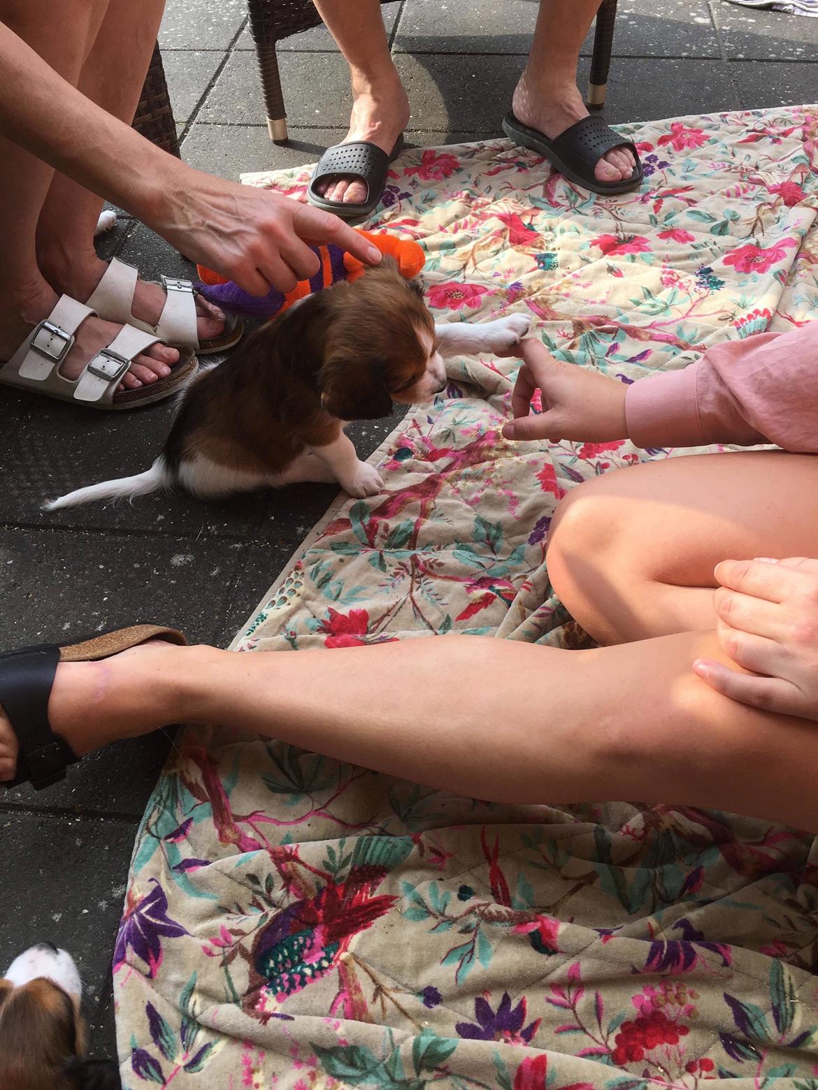 Kooikerhondje Theo billede 12