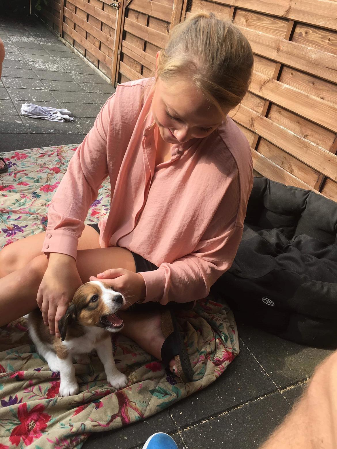 Kooikerhondje Theo billede 11