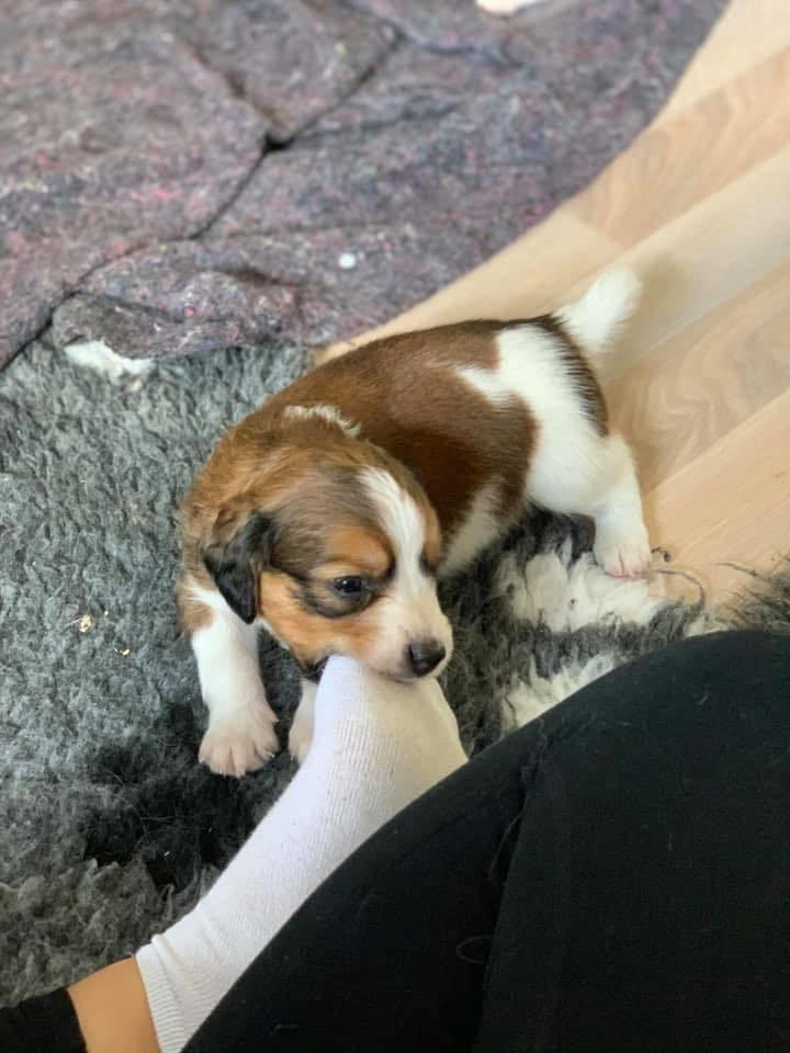 Kooikerhondje Theo billede 13