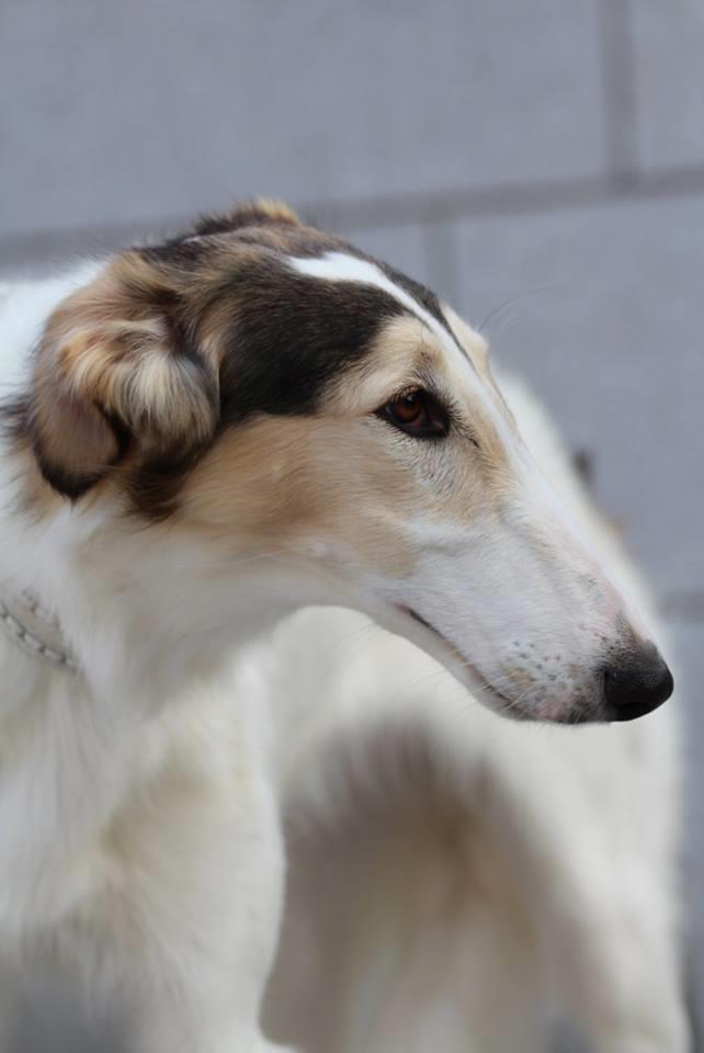 Borzoi Pony billede 2