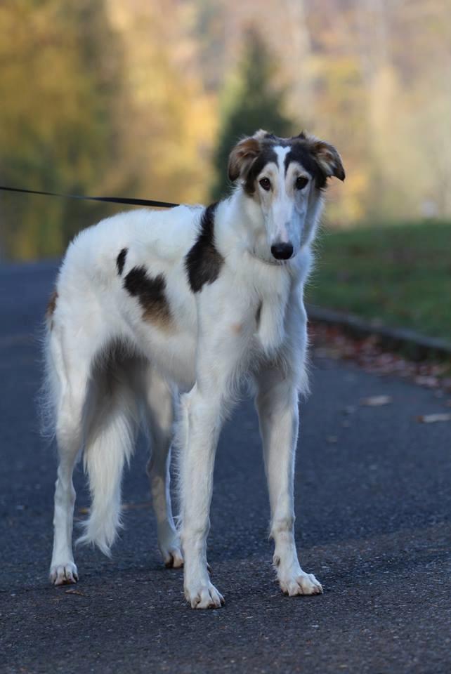 Borzoi Pony billede 5