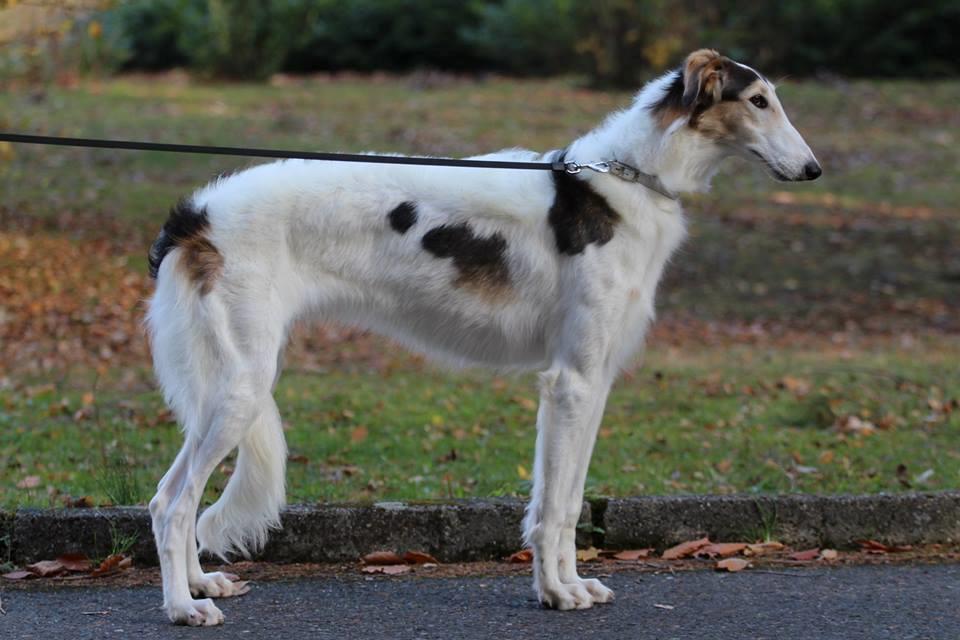 Borzoi Pony billede 6