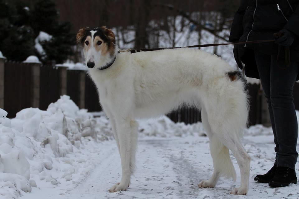 Borzoi Pony billede 7