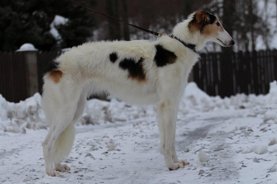 Borzoi Pony billede 8