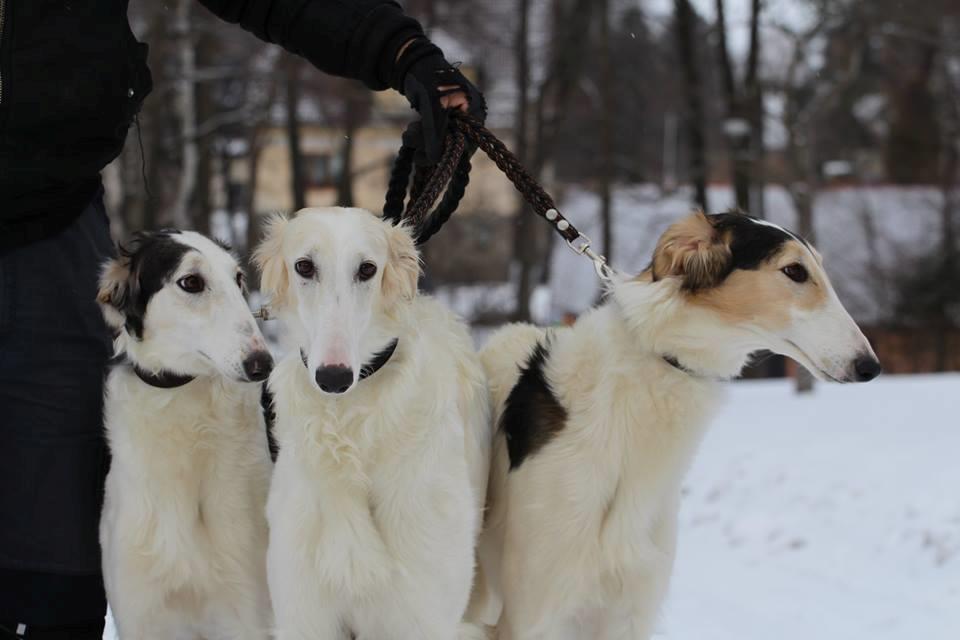 Borzoi Pony billede 9