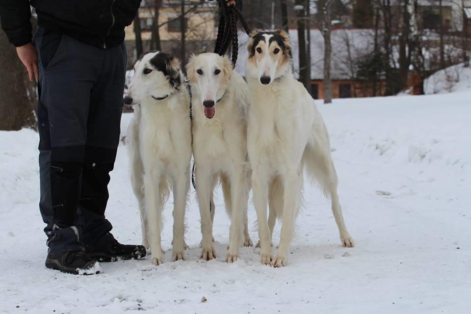 Borzoi Pony billede 10