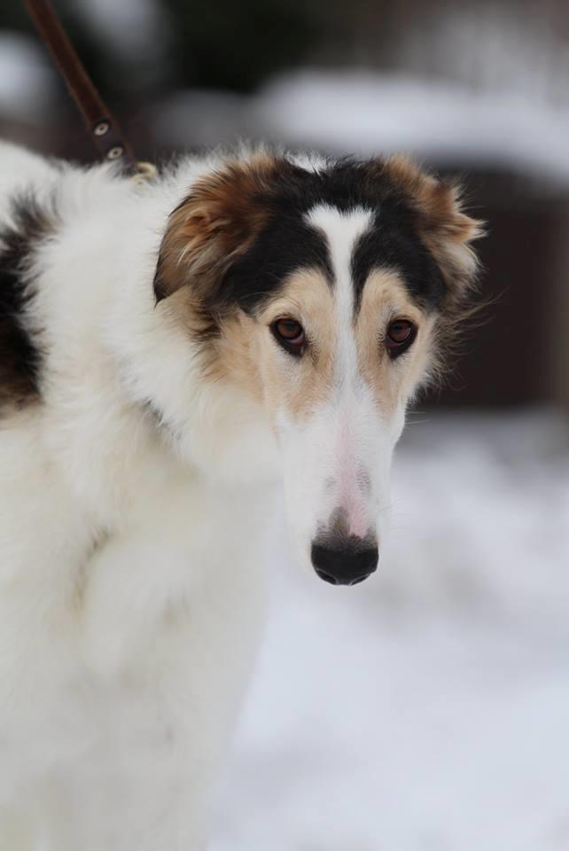 Borzoi Pony billede 11