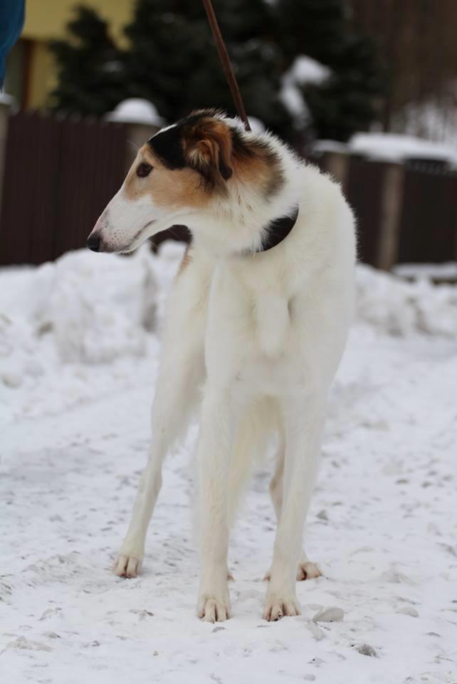 Borzoi Pony billede 12