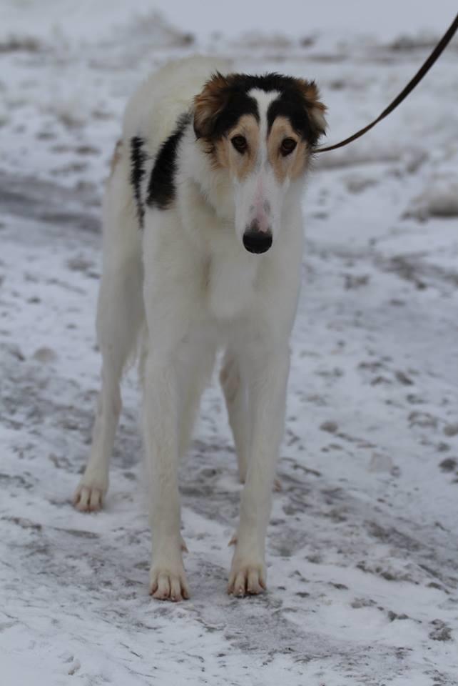 Borzoi Pony billede 13