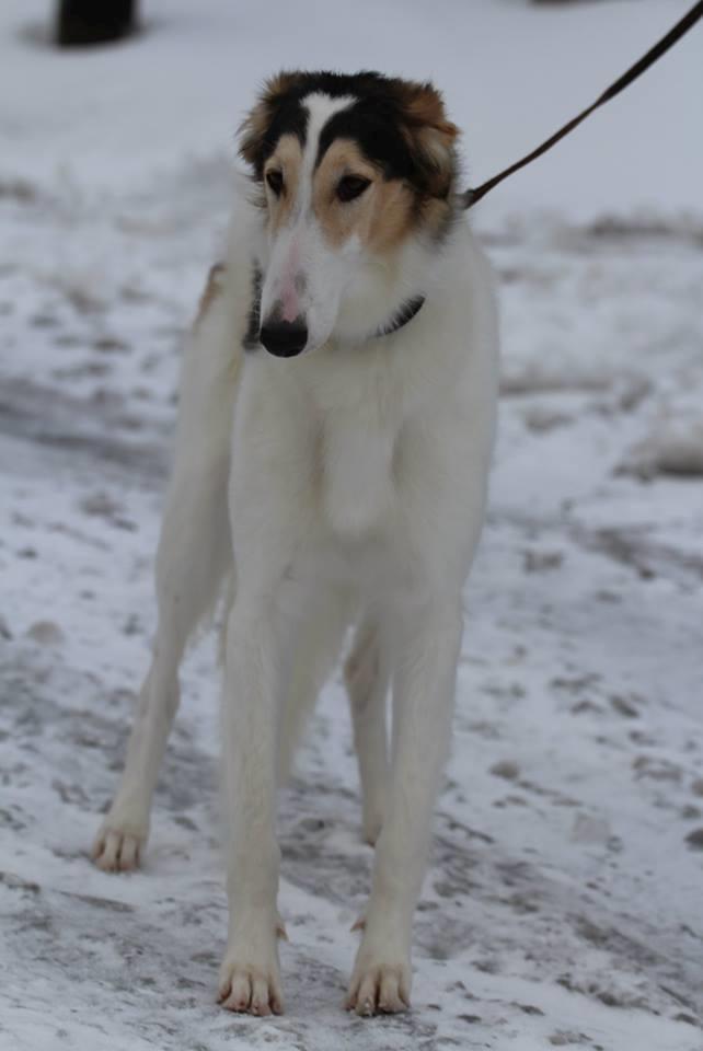 Borzoi Pony billede 14