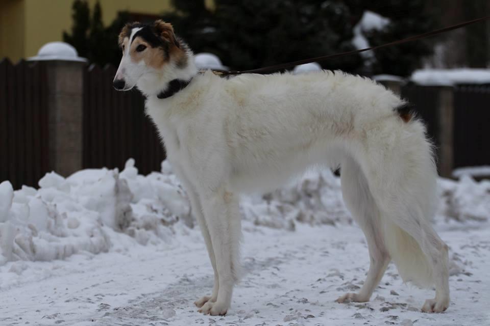 Borzoi Pony billede 15