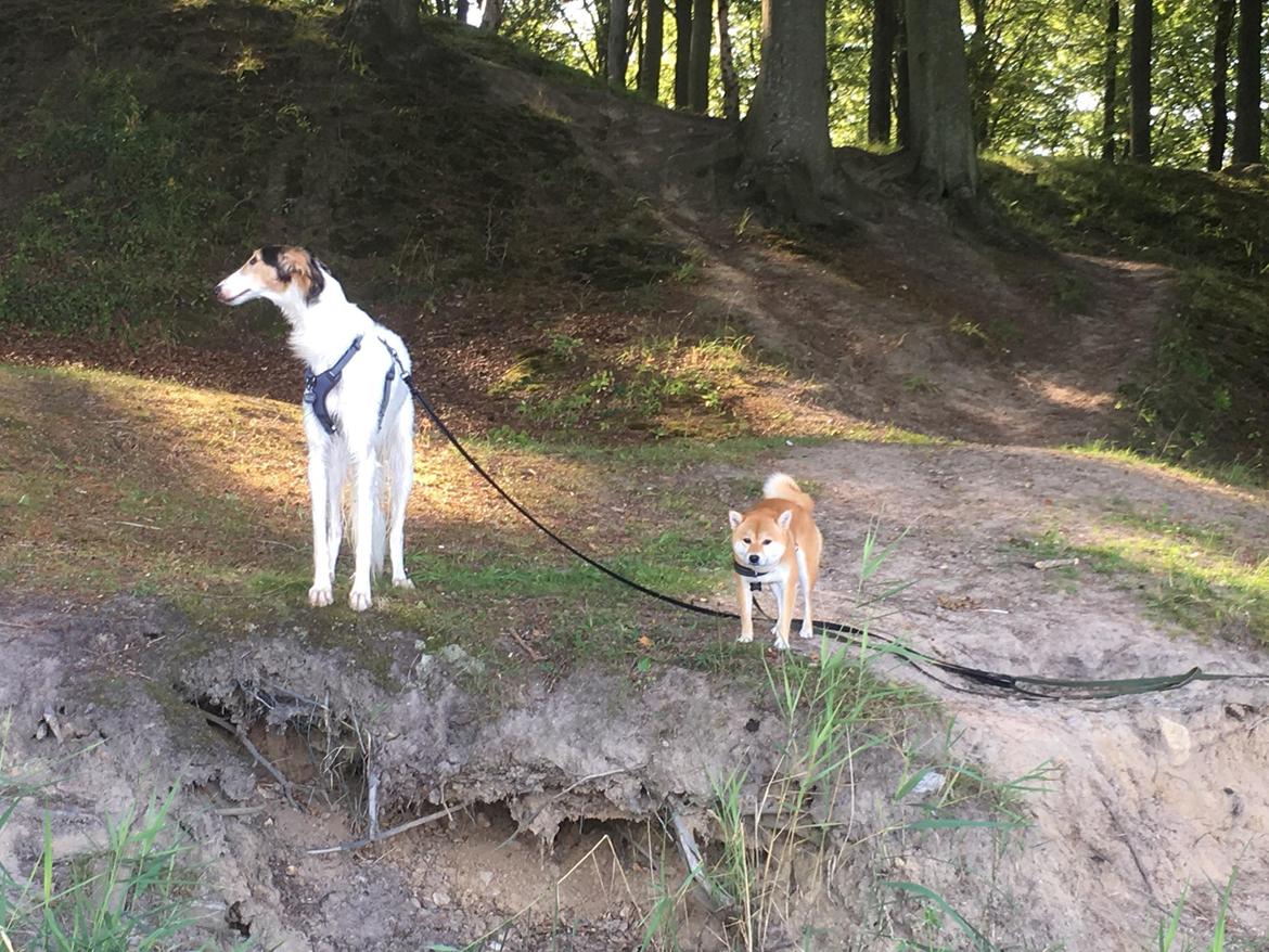 Borzoi Pony billede 17