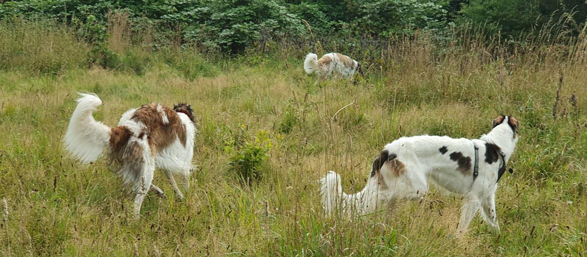 Borzoi Pony billede 18