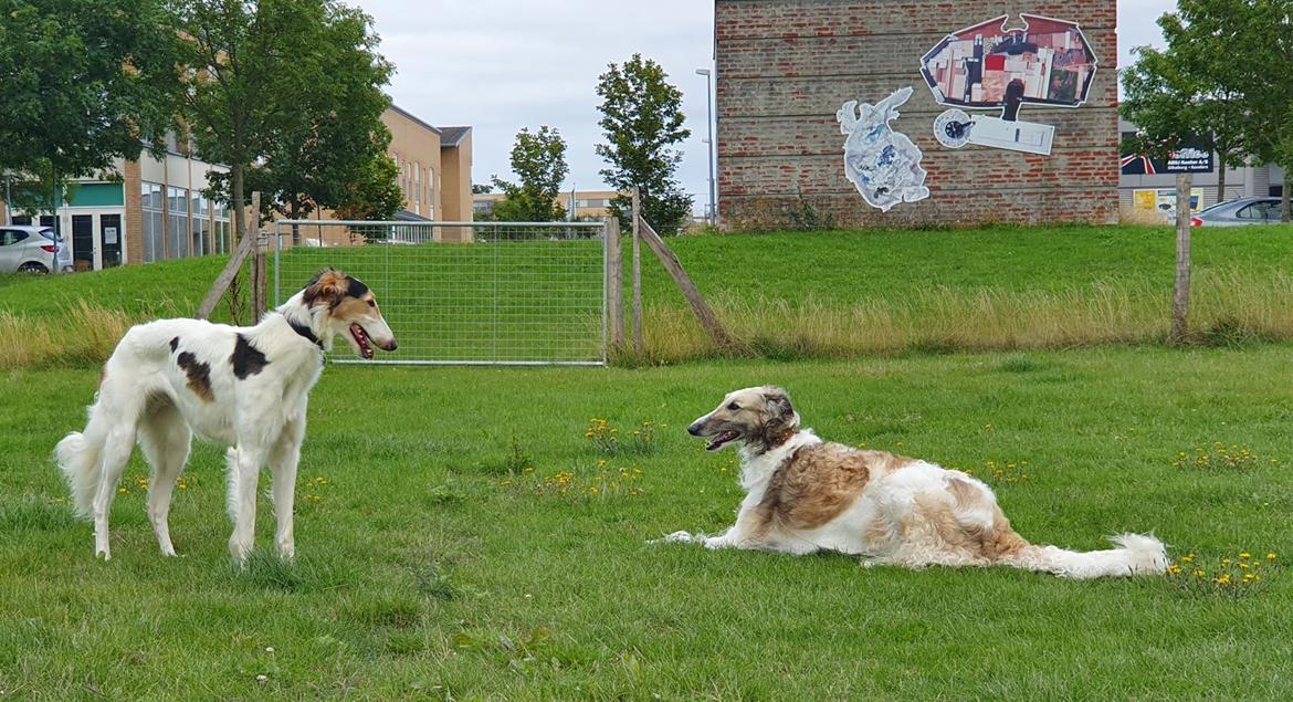 Borzoi Pony billede 19