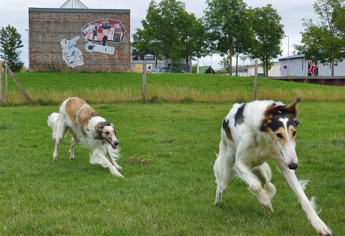 Borzoi Pony billede 20