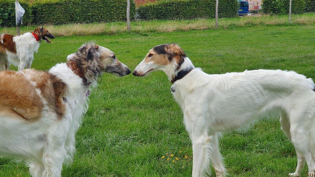 Borzoi Pony billede 21