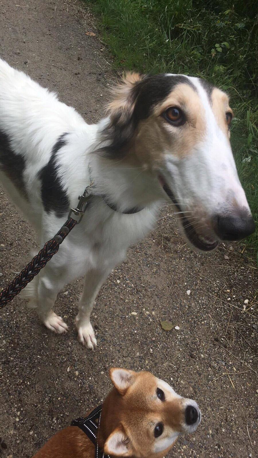 Borzoi Pony billede 22