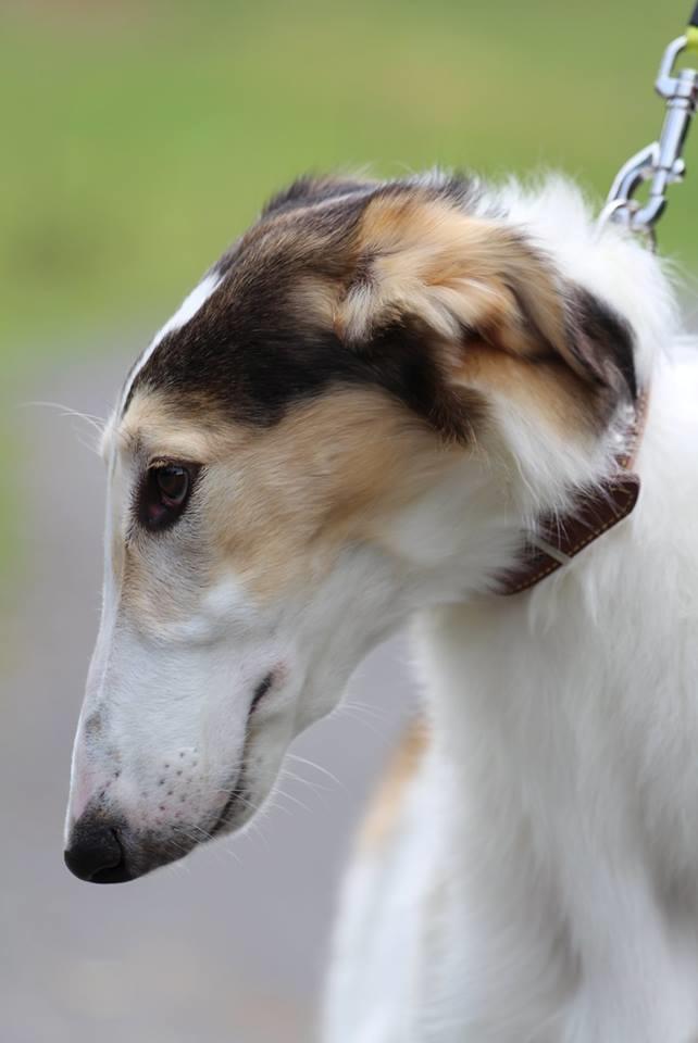 Borzoi Pony billede 3