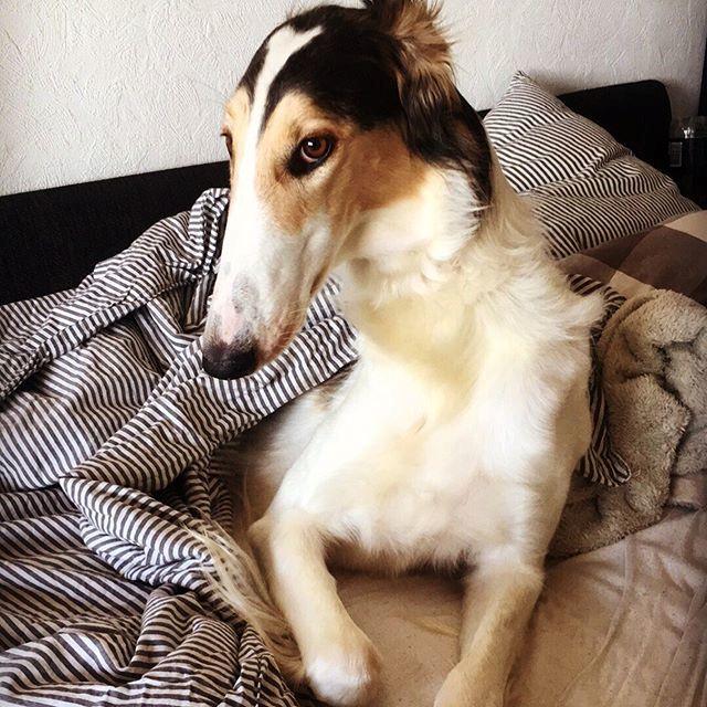 Borzoi Pony billede 23