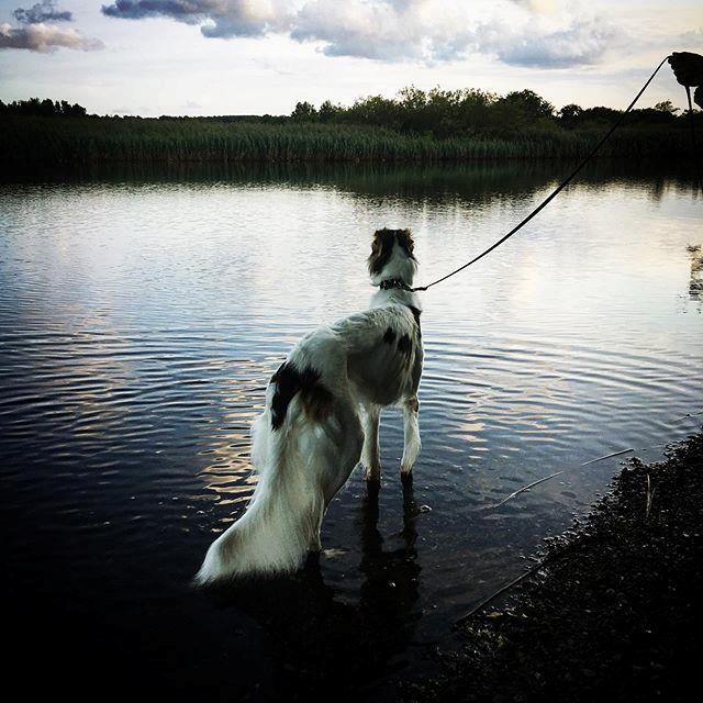 Borzoi Pony billede 24